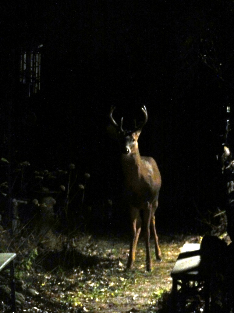 The Gift of the Buck