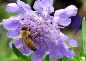 honeybee