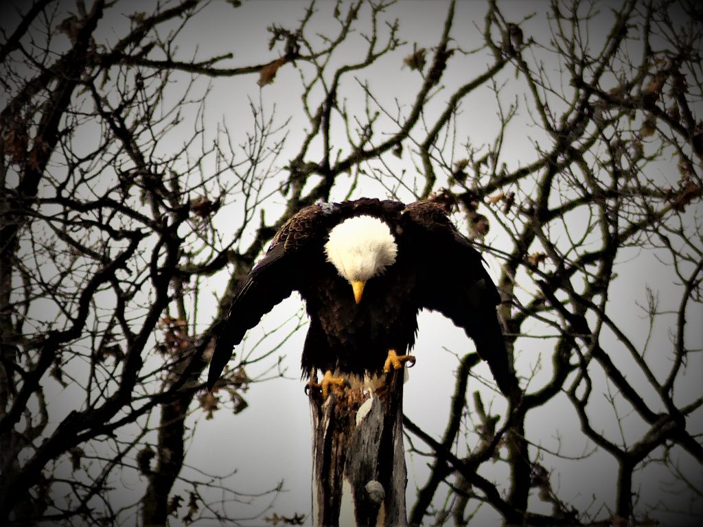 praying eagle