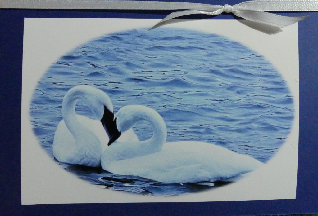 loving swans