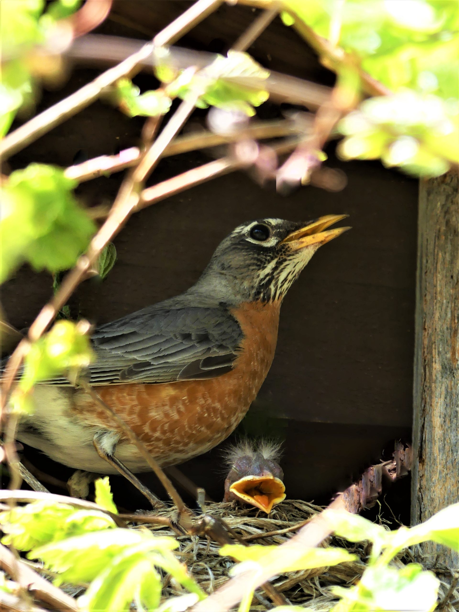 P2440815 (4) robin & chick day 2 Holly on the Lake