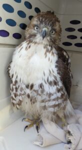 injured hawk