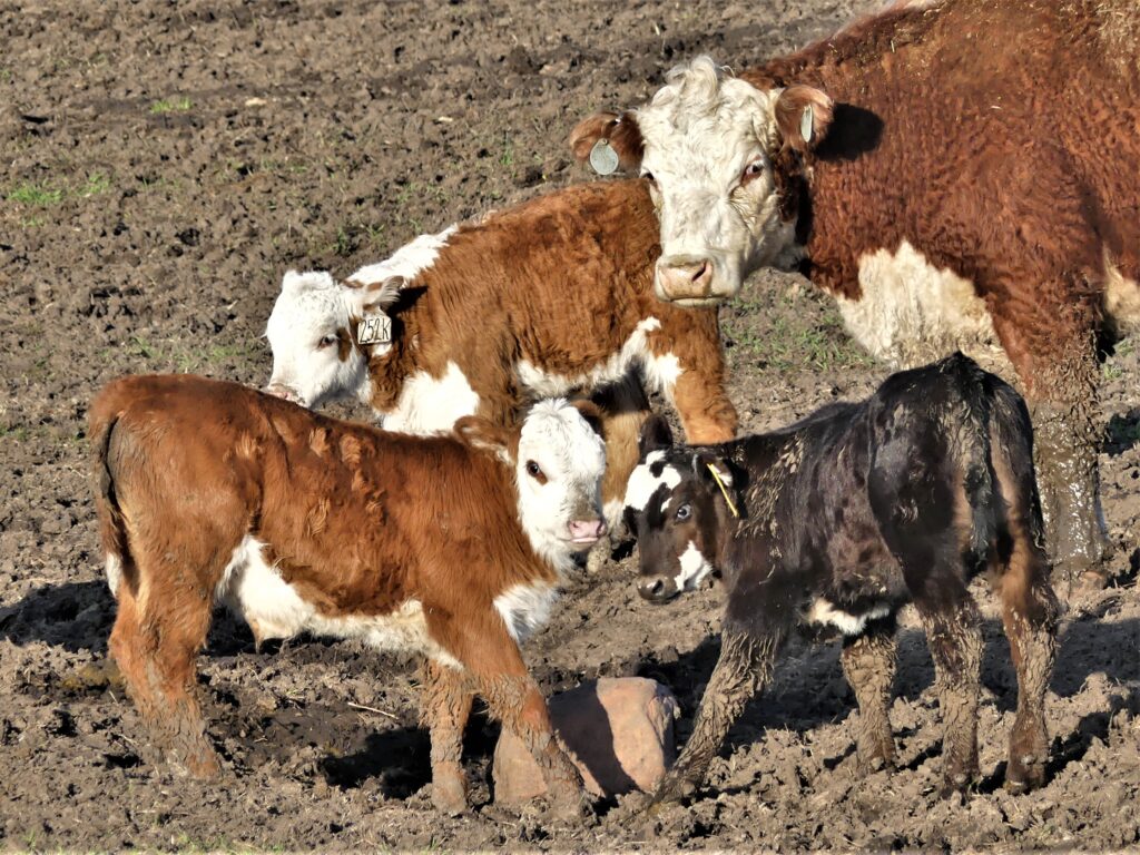 cow and calves