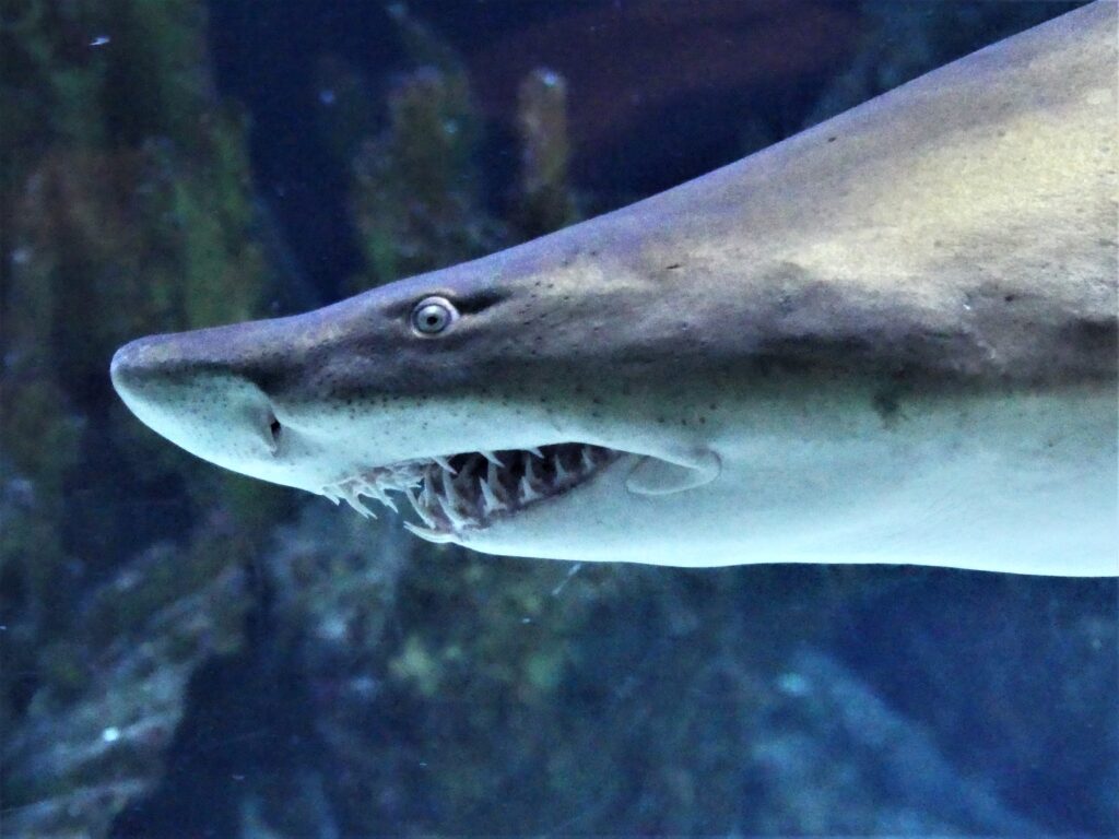 shark